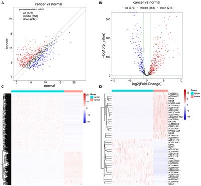 Development and Verification of an Autophagy-Related lncRNA Signature to Predict Clinical Outcomes and Therapeutic Responses in Ovarian Cancer